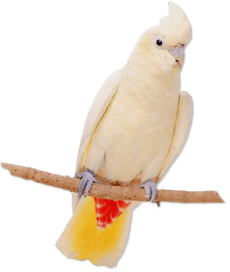 Cacatua haematuropygia - Cockatoo - copyright Loro Parque Fundacin